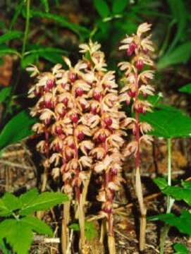 Image of Striped coralroot