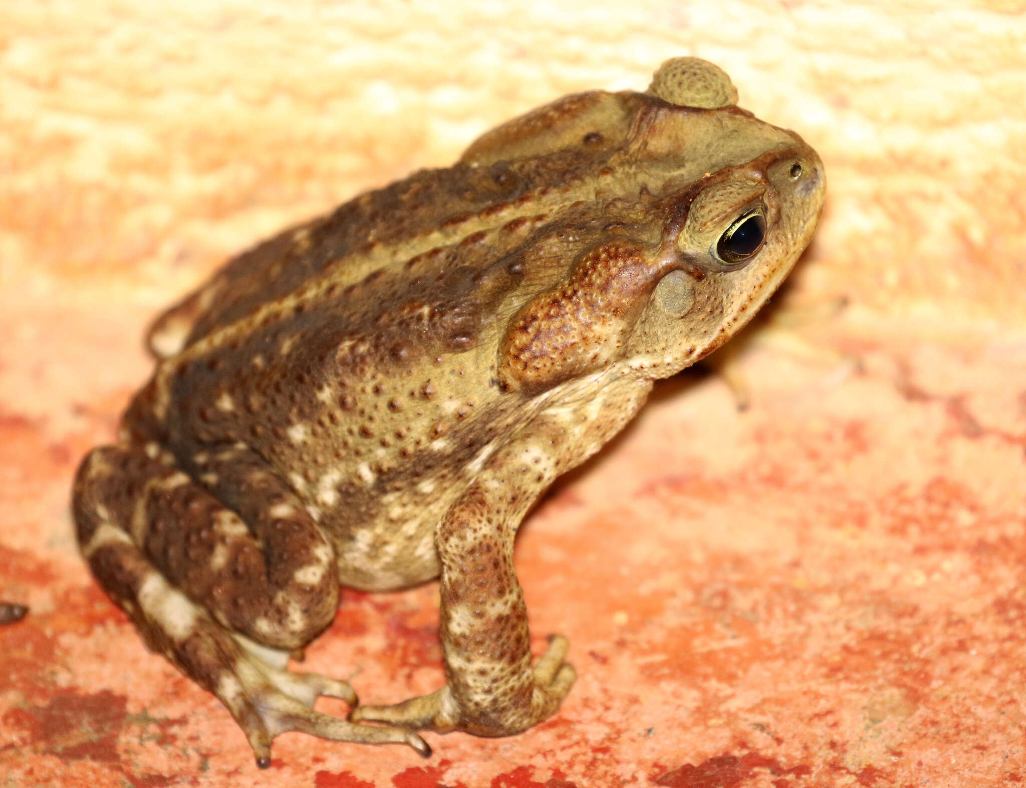 Image of Cururu Toad