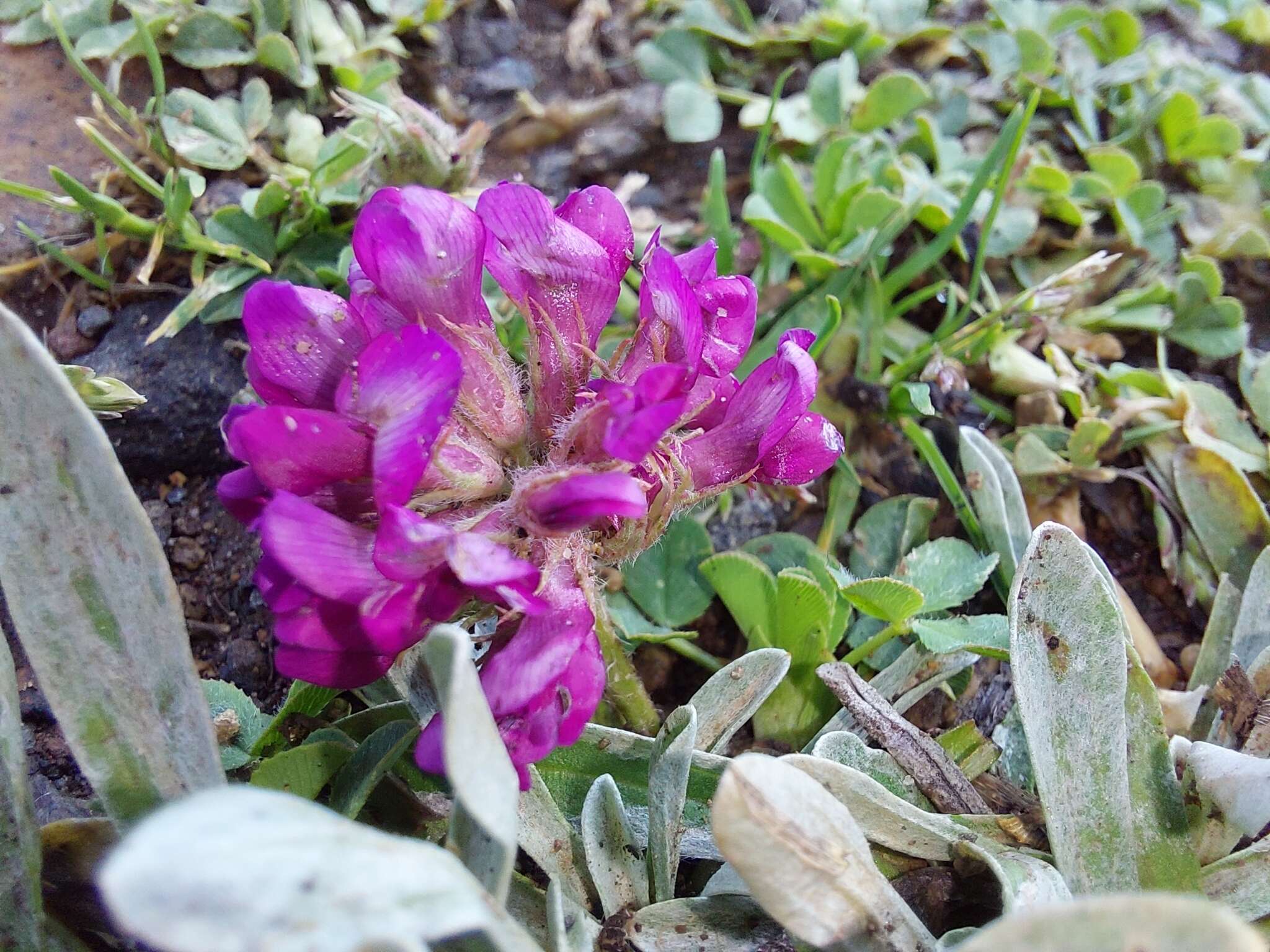 Слика од Trifolium burchellianum Ser.