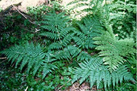 Image of spreading woodfern