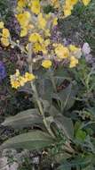 Image of Verbascum songaricum Schrenk