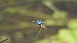 Image of Rhyothemis resplendens Selys 1878