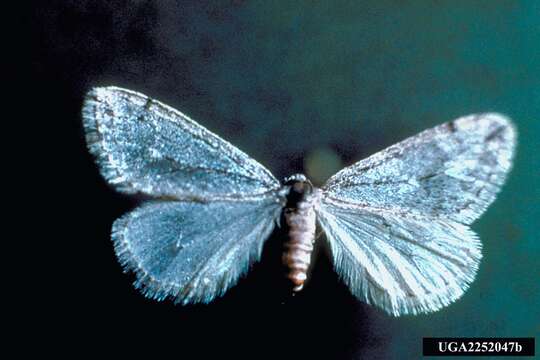 Image of Fall Cankerworm