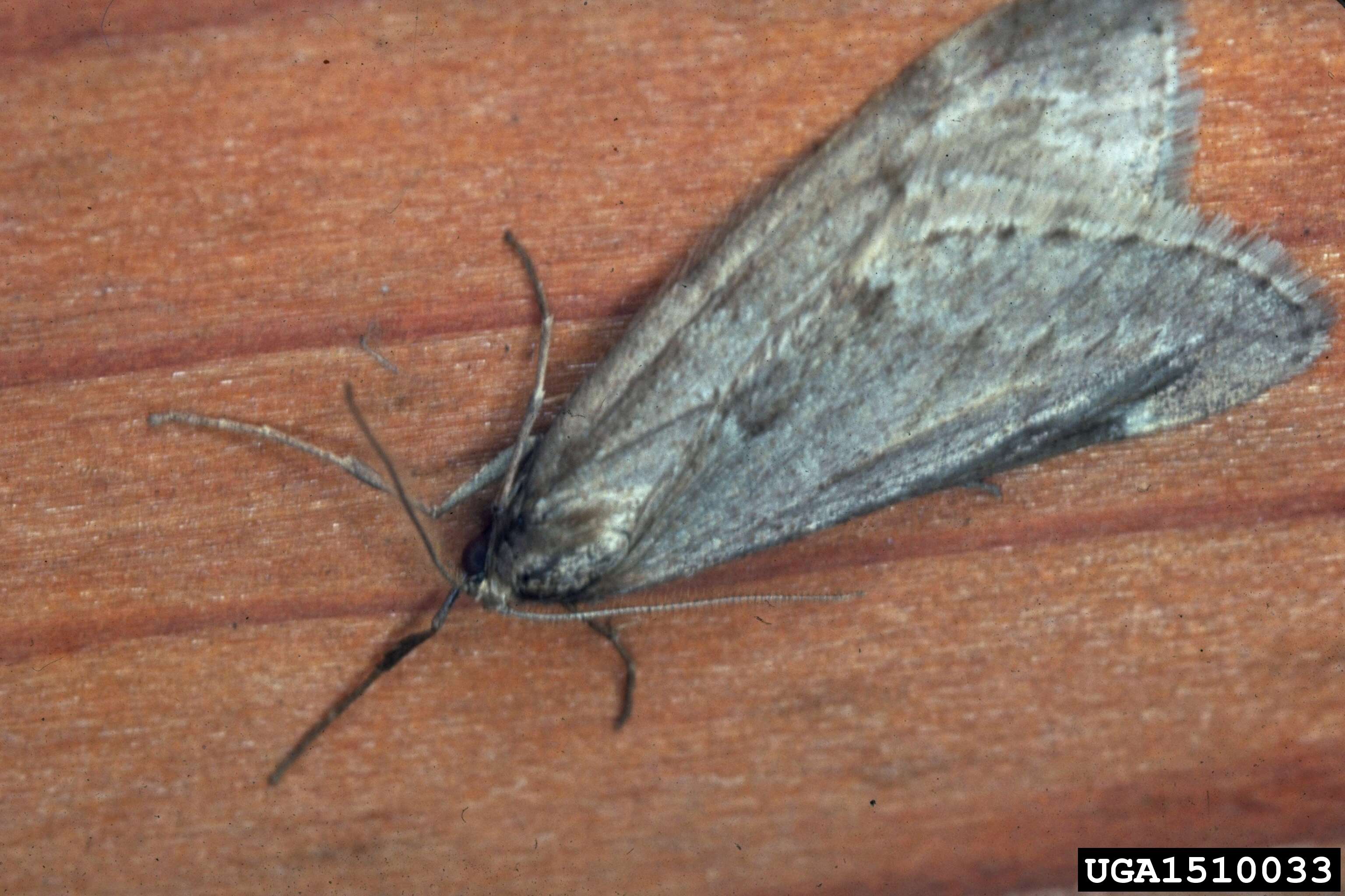 Image of Fall Cankerworm