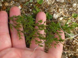 Imagem de Limonium scabrum (Thunb.) Kuntze