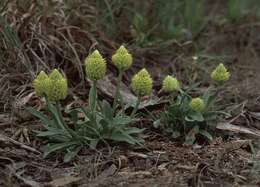 Image of candyroot