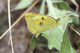 Imagem de Colias alfacariensis Ribbe 1905