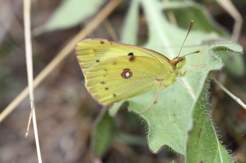 Image of bergers clouded yellow