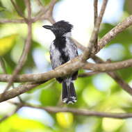 Image of Black-crested Antshrike