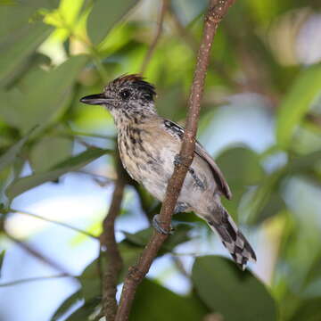 Image of Black-crested Antshrike