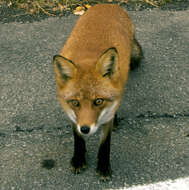 Vulpes vulpes schrencki Kishida 1924 resmi