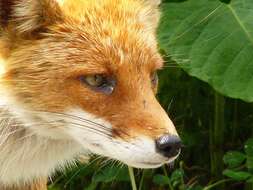 Imagem de Vulpes vulpes schrencki Kishida 1924