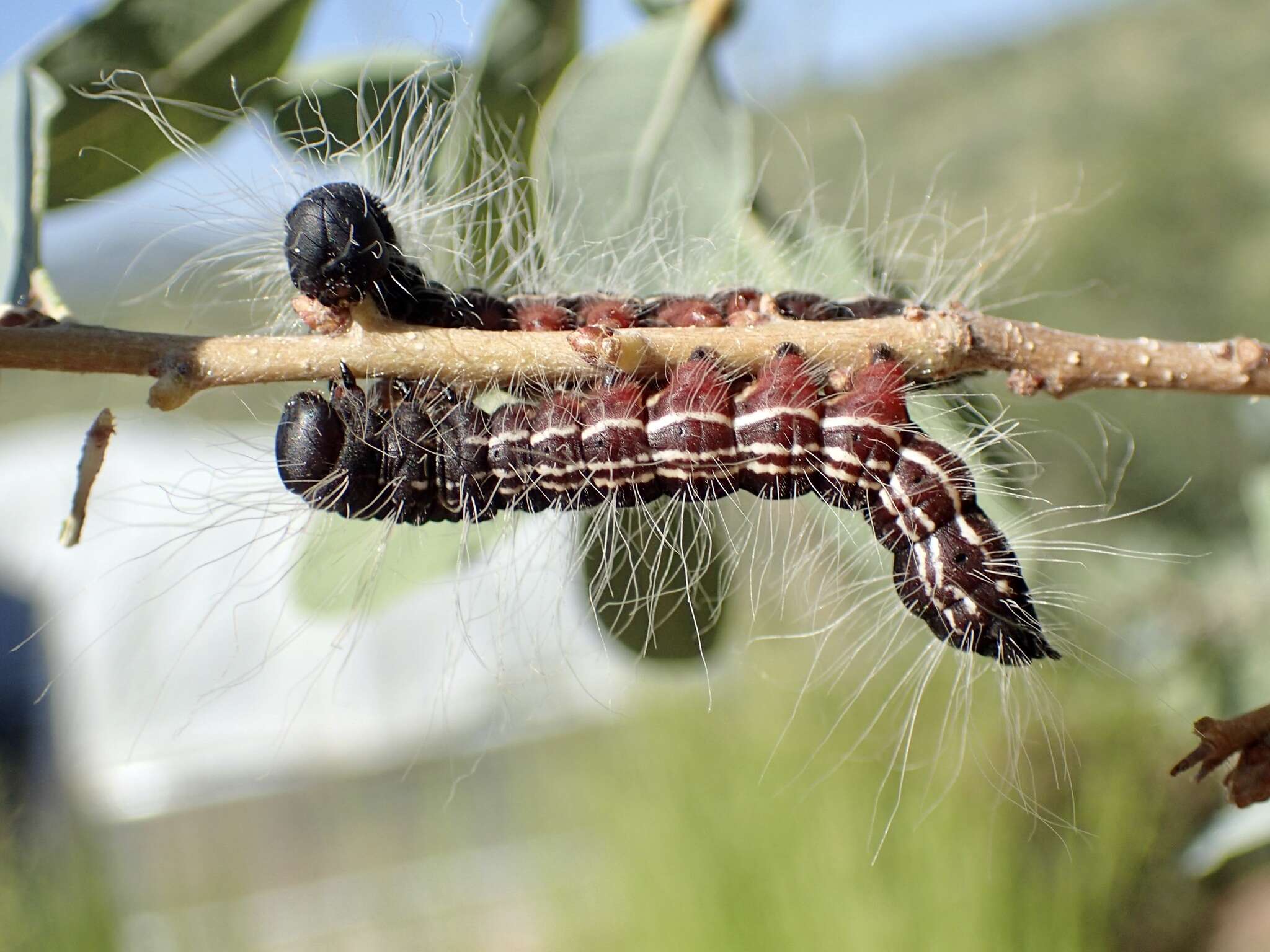 Image of <i>Datana perfusa</i>