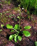 Image of Common Water-plantain