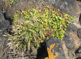 Imagem de Dichondra brevifolia J. Buch.