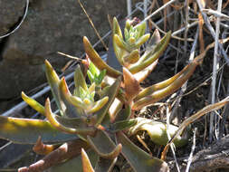 Image of Conejo dudleya