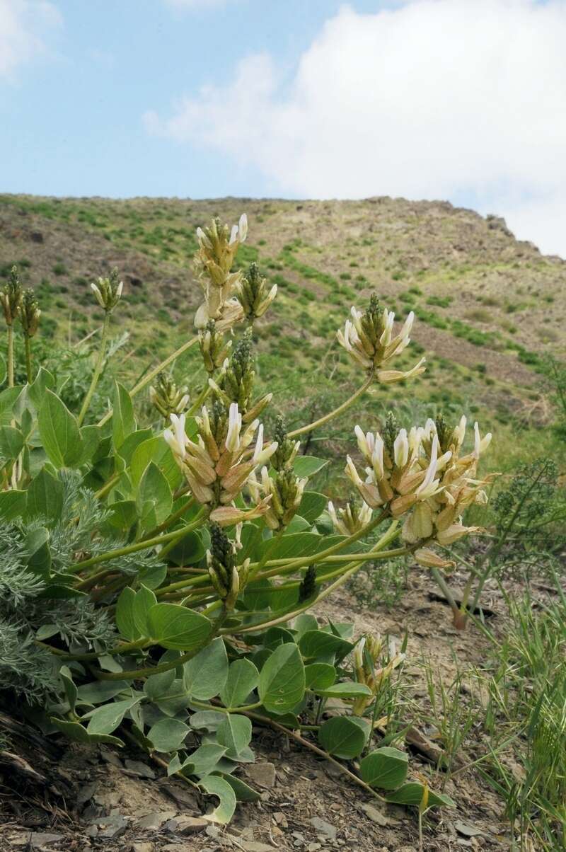 Image of Astragalus megalomerus Bunge