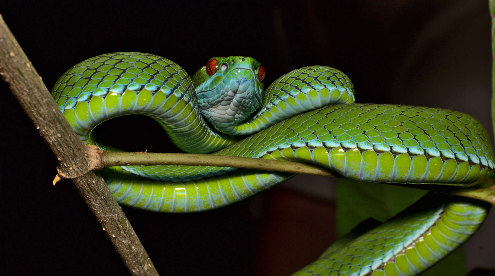 Image of Trimeresurus rubeus (Malhotra, Thorpe, Mrinalini & Stuart 2011)