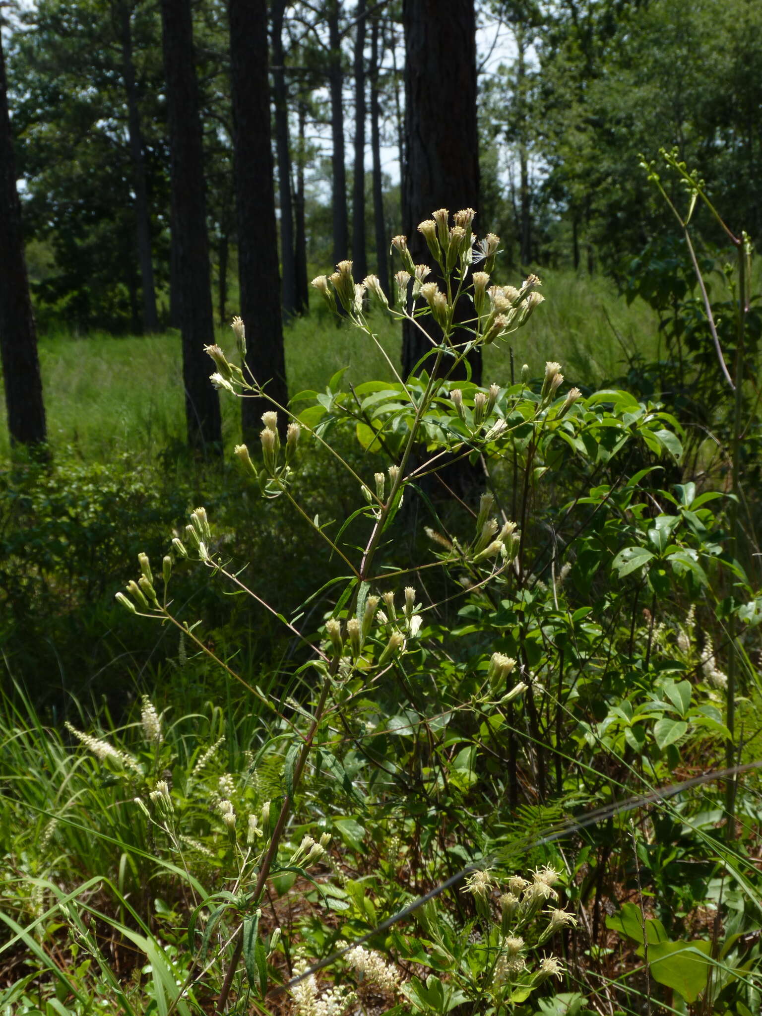 Image de <i>Brickellia <i>eupatorioides</i></i> var. eupatorioides