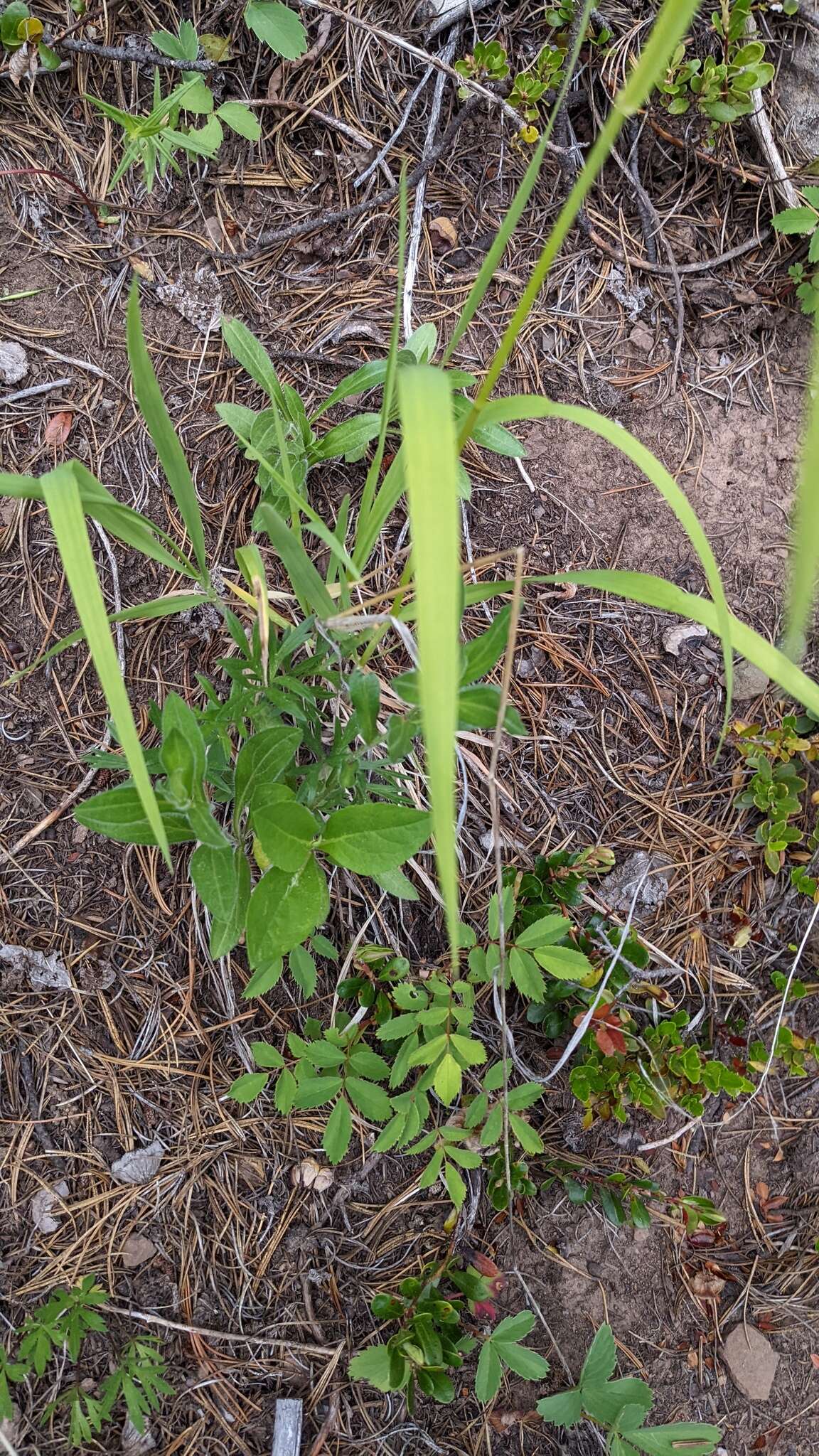 Plancia ëd Bromus porteri (Coult.) Nash