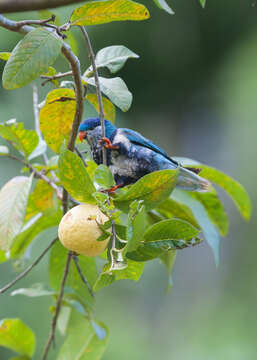 Image of Ultramarine Lorikeet