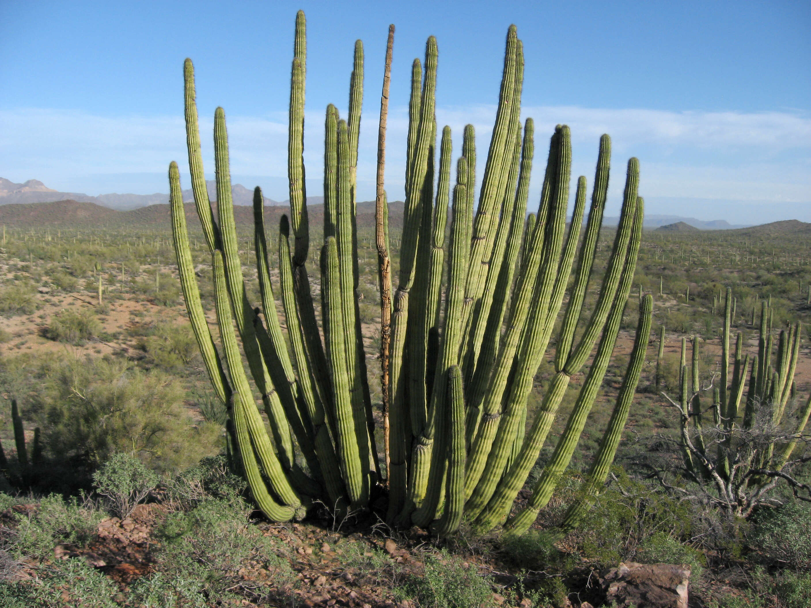 Image of Organ Pipe Cactus