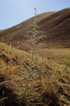 Image of big tarweed