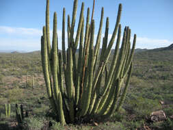 Image of Organ Pipe Cactus