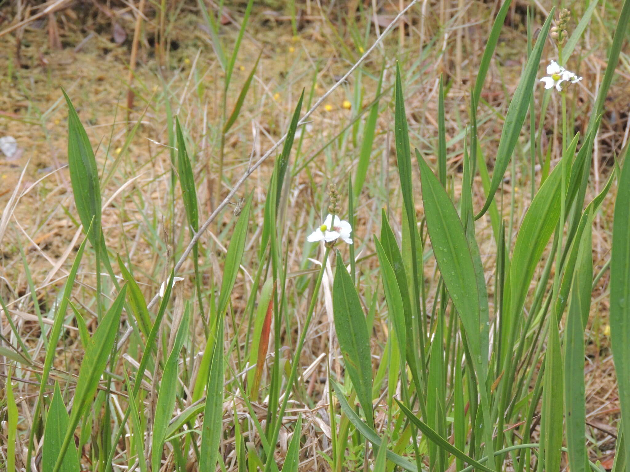 Image of bulltongue arrowhead