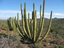 Image of Organ Pipe Cactus