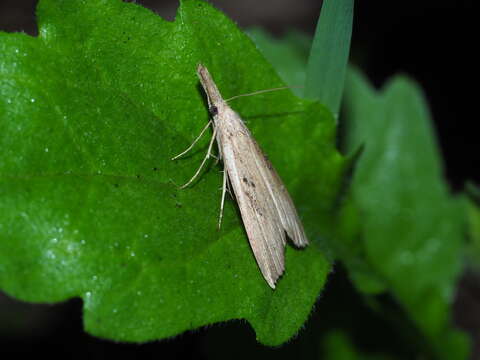 Image of Hypena longipennis Walker 1865