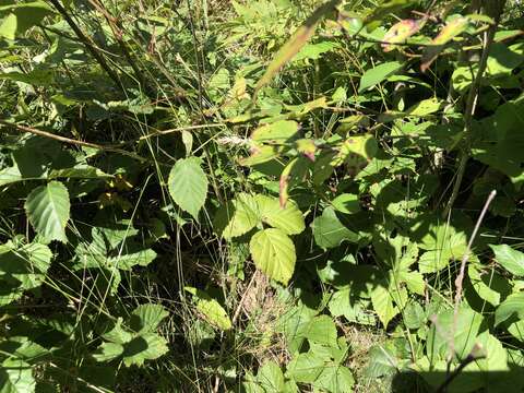 Plancia ëd Rubus heterophyllus Willd.