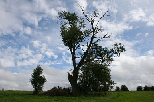 Image of gean, wild cherry