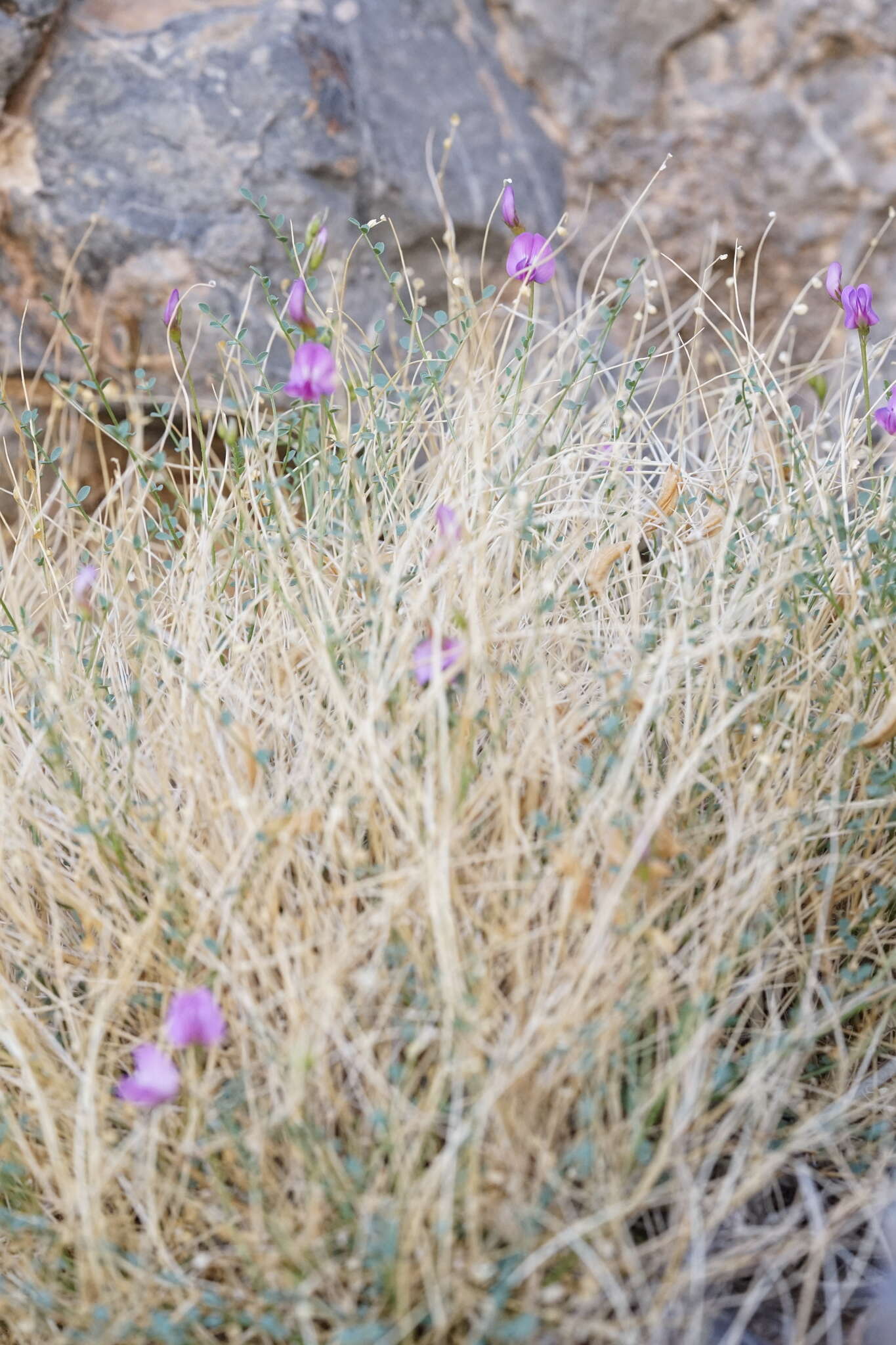 Image of Ackerman's milkvetch