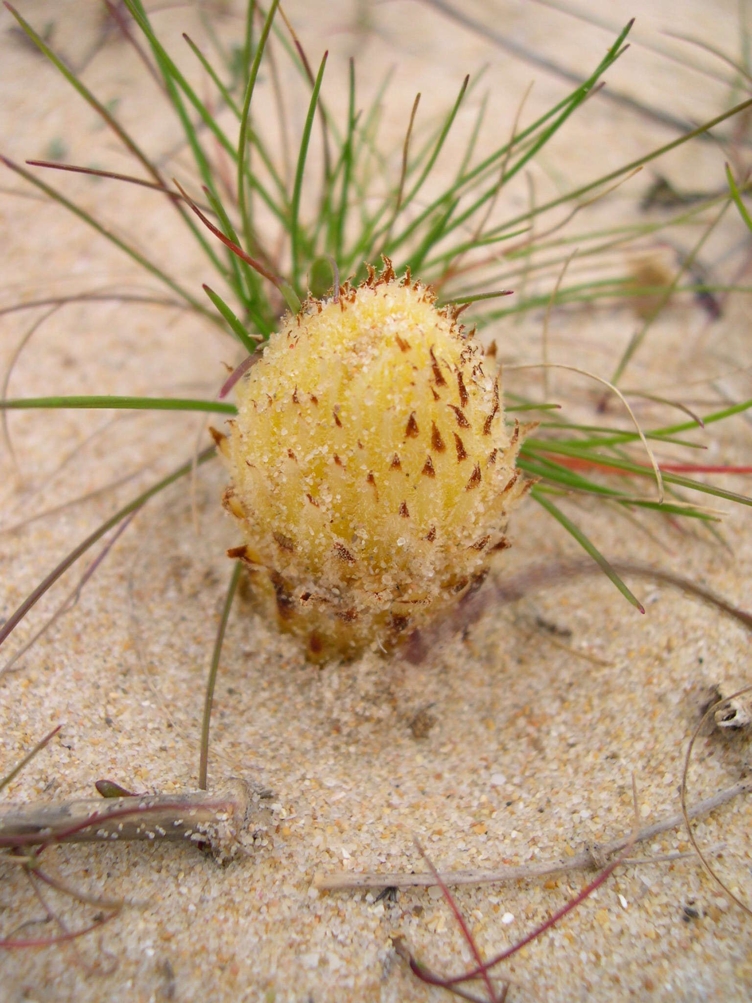 Image of Orobanche densiflora Salzm. ex Reuter