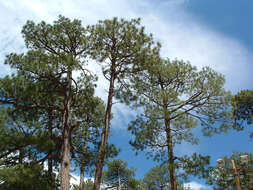 Imagem de Pinus engelmannii Carrière