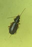 Image of Ground beetle