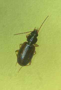 Image of Ground beetle