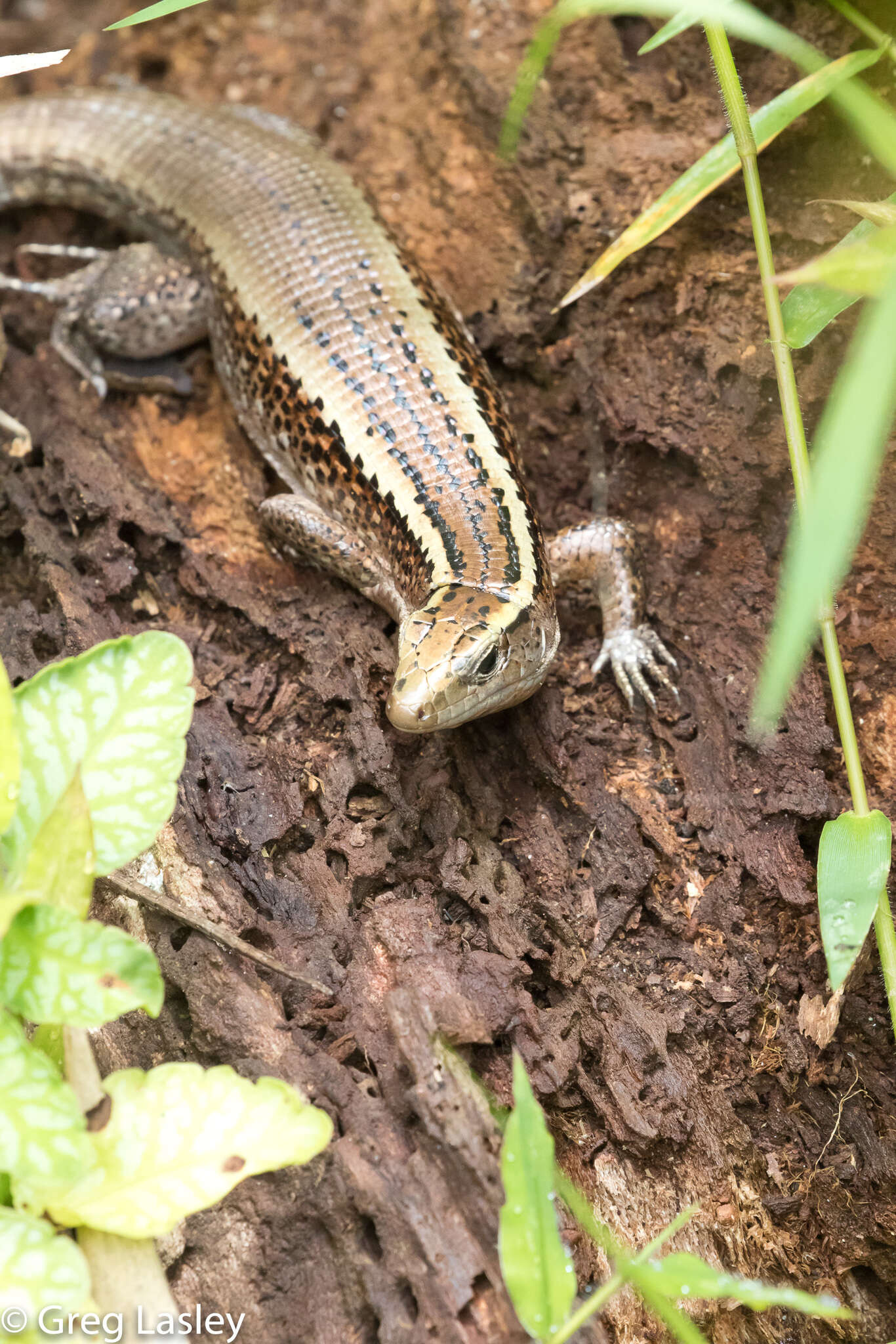 Image of Madagascar Girdled Lizard