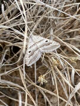 Sivun Pseudolarentia megalaria Guenée 1858 kuva