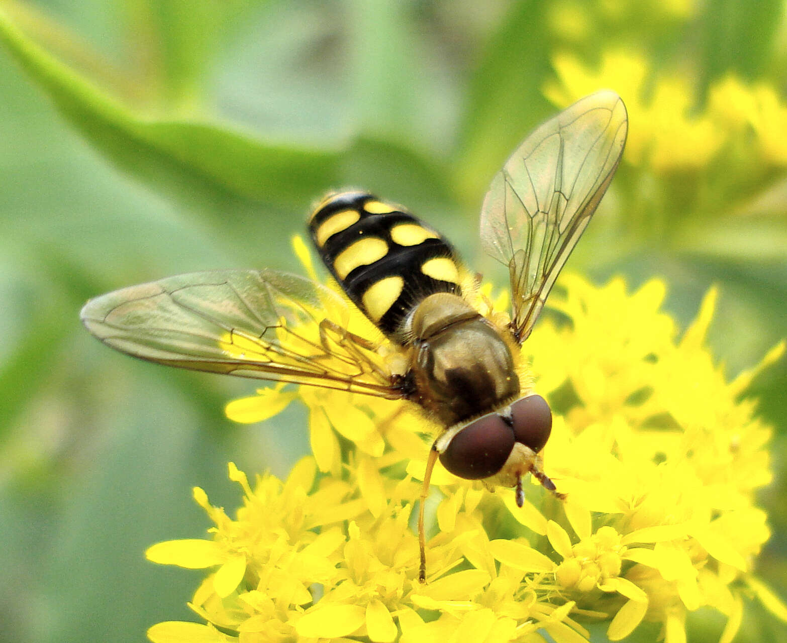 Image of Eupeodes luniger (Meigen 1822)