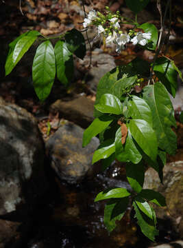 Image of Oxera splendida (F. Muell.) Gâteblé & Barrabé