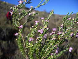 Image of Erica vlokii E. G. H. Oliver