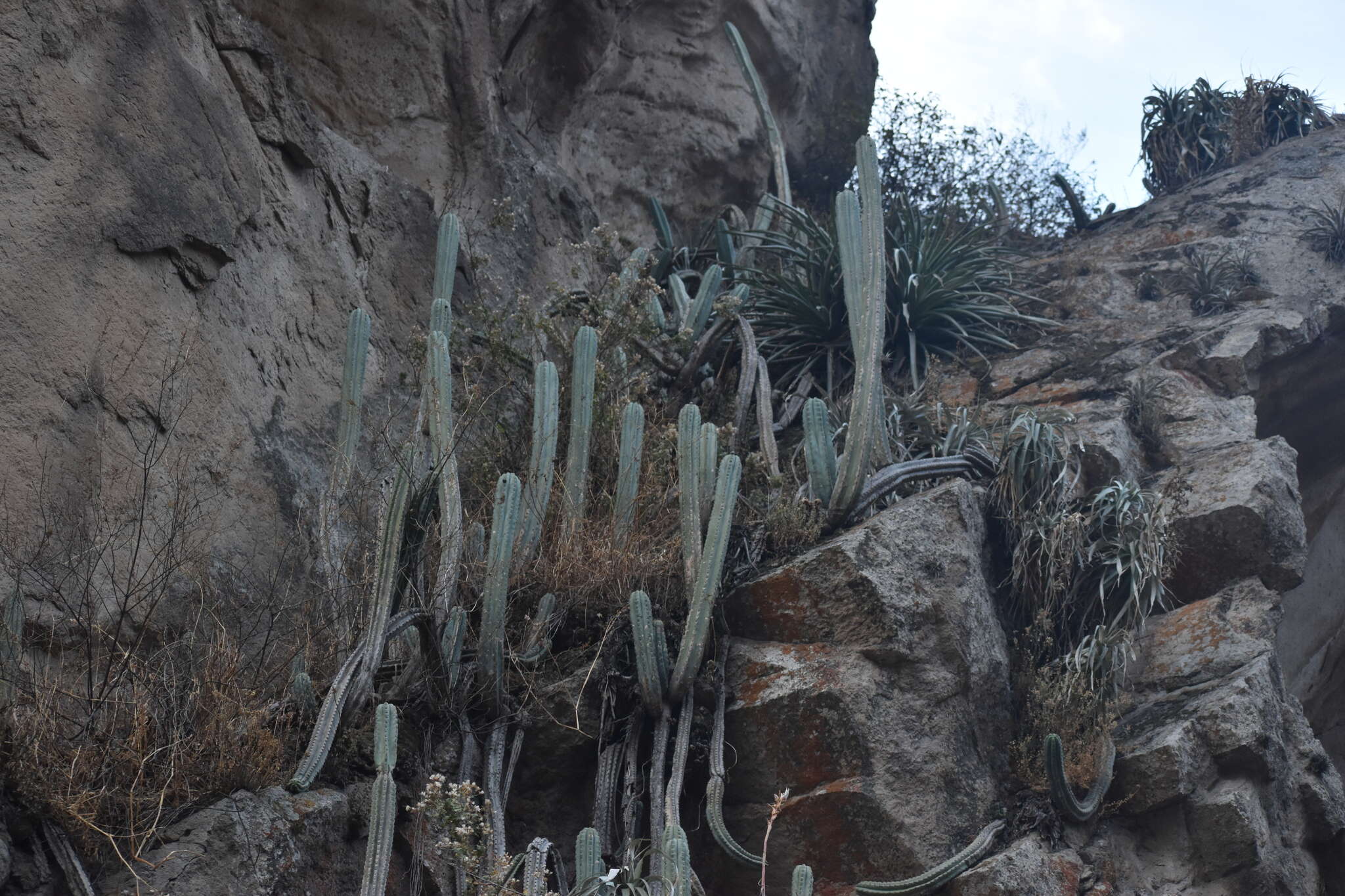 Image de Trichocereus macrogonus var. peruvianus