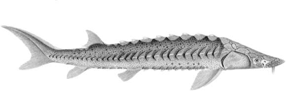 Image of Green Sturgeon