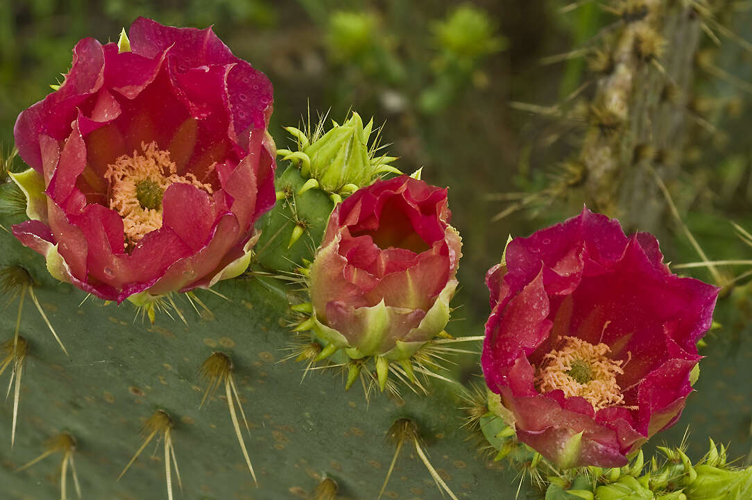 Opuntia gomei的圖片