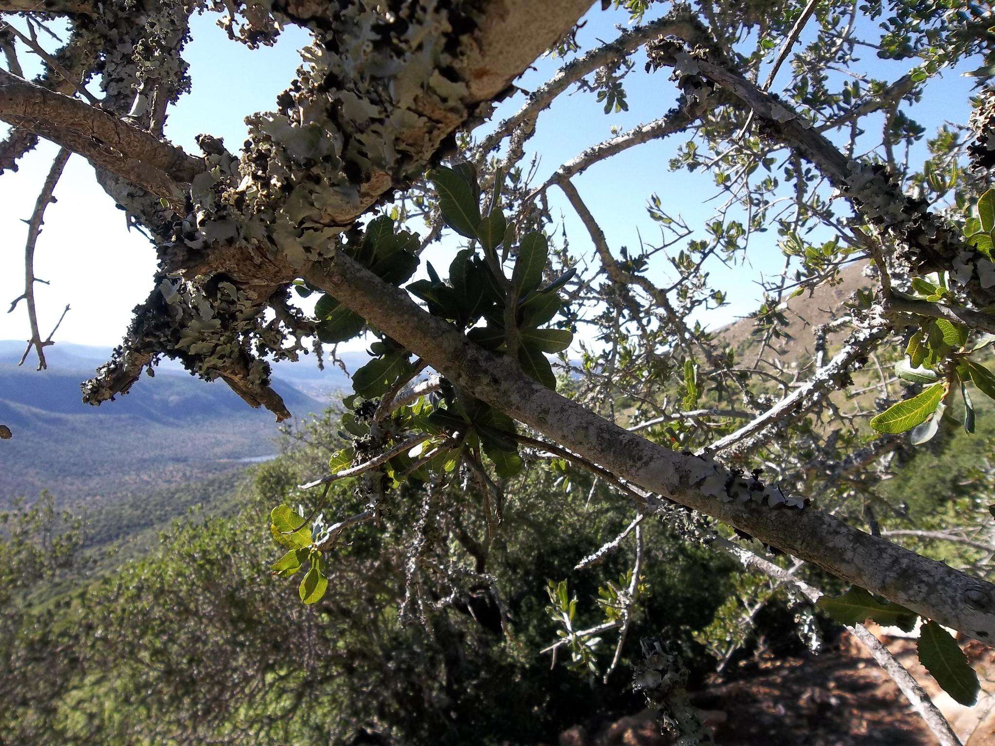 Image of Indaba tree