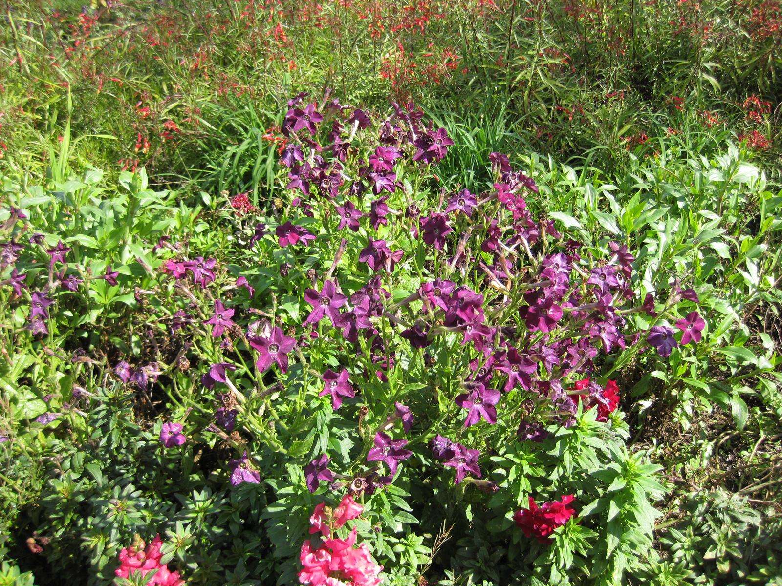 Image of Nicotiana sanderae