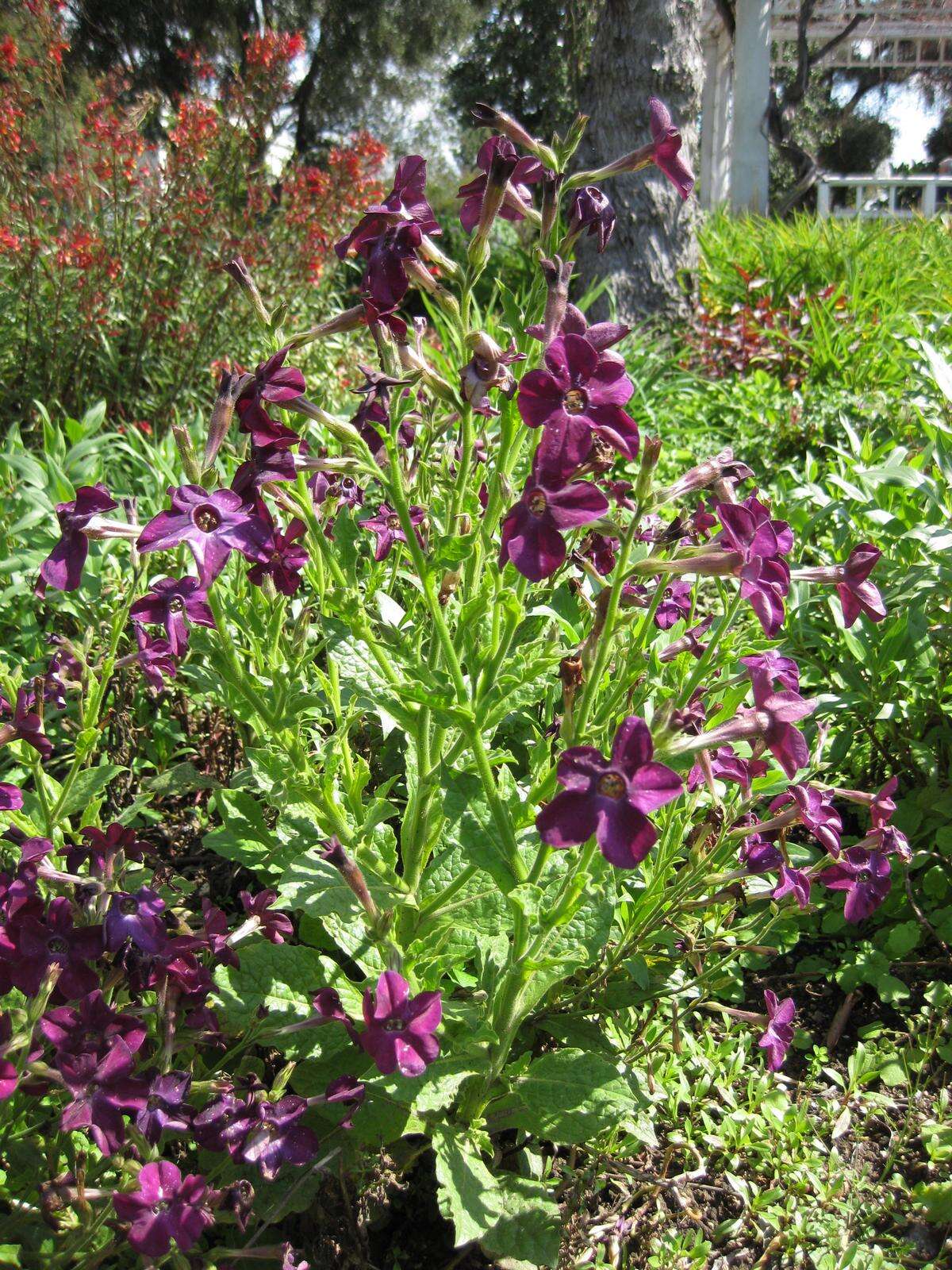 Image of Nicotiana sanderae