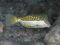 Image of Whitesided boxfish